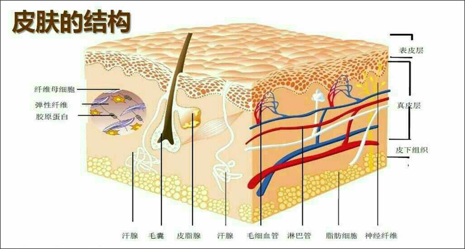皮肤结构.jpg